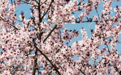 Ballonvaart in de Lente