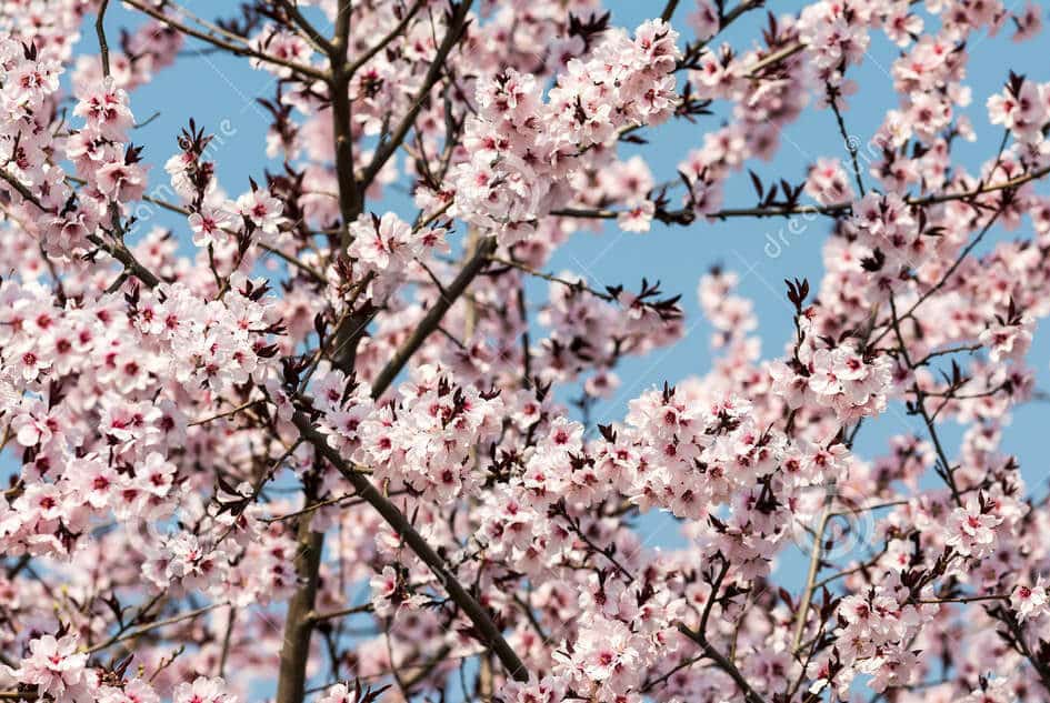 Ballonvaart over de Apel en Peren bloesem ballonvaart ballonvaart over de bloesems